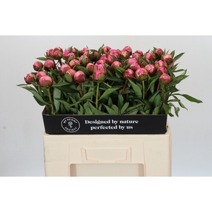 Paeonia Dr A Fleming