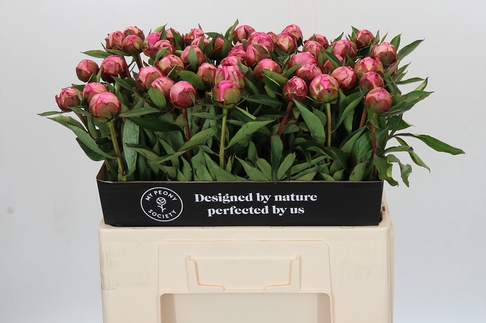 Paeonia Dr A Fleming