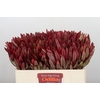 Leucadendron Jester