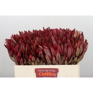 Leucadendron Jester