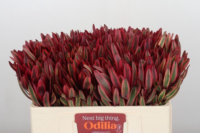 <h4>Leucadendron Jester</h4>