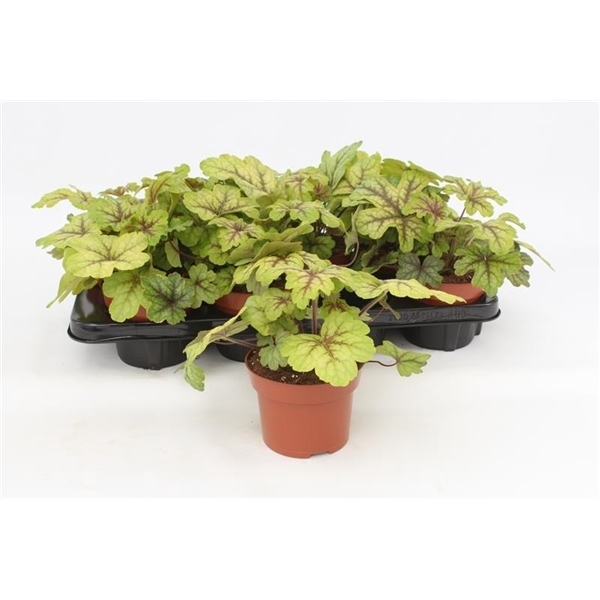 <h4>Heuchera Alabama Sunrise</h4>
