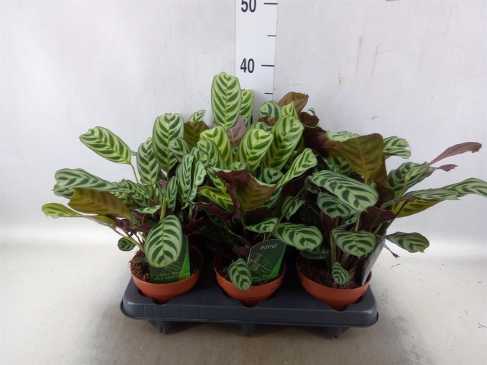 <h4>Ctenanthe burle-marxii</h4>