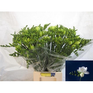 Freesia du Essence