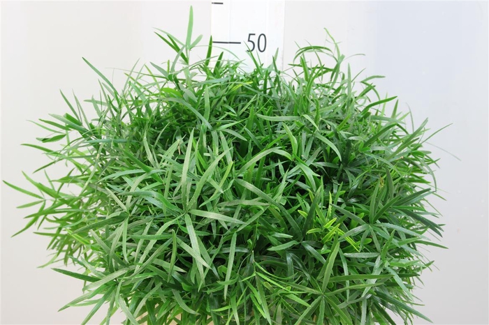 <h4>Asparagus Falcatus 40</h4>