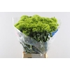 Dianthus Br Kiwi Mellow