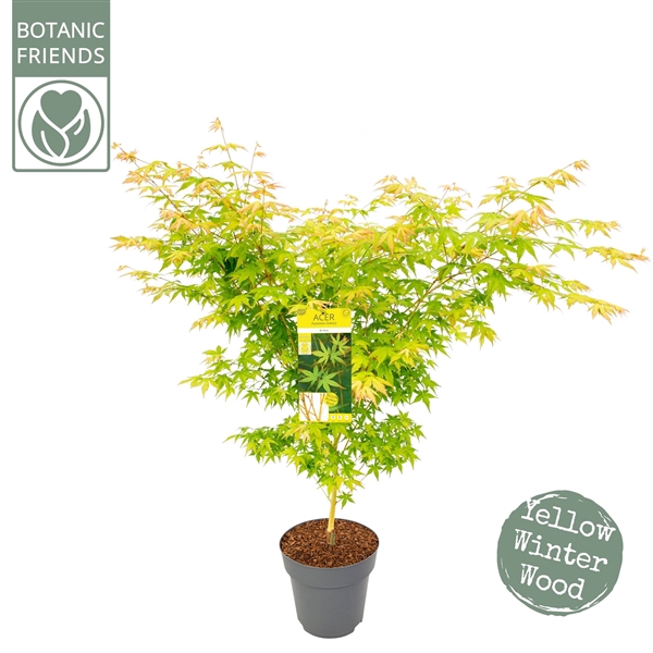 <h4>Acer palm. 'Bi hoo'</h4>