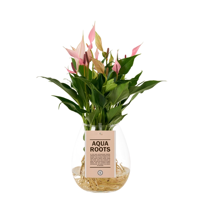 <h4>Aqua Roots Bowl Lilli</h4>