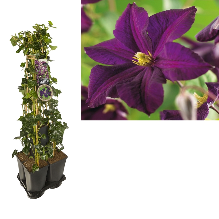 <h4>1 m. privacy mix Hedera + Clematis 'Romantika' +label</h4>