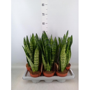 Sansevieria zeylanica