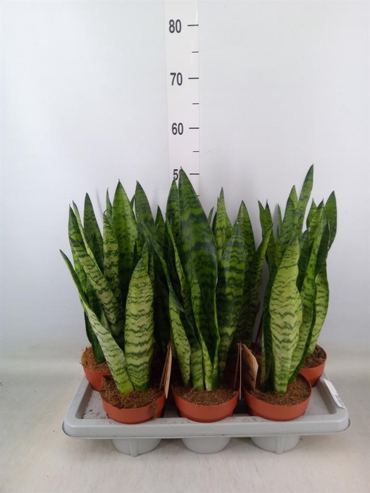 <h4>Sansevieria zeylanica</h4>