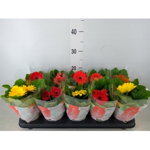 Gerbera  'Colourgame'   ...mix