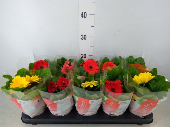 <h4>Gerbera 'Colourgame' ...mix</h4>