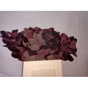 Coti C Royal Purple