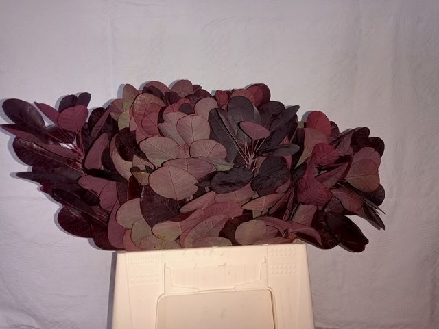 <h4>Coti C Royal Purple</h4>