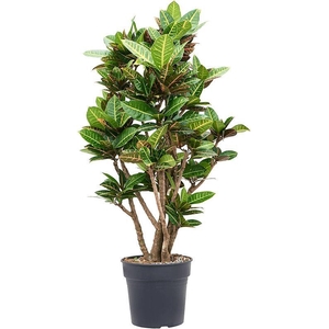 Croton (Codiaeum) variegatum 'Petra'
