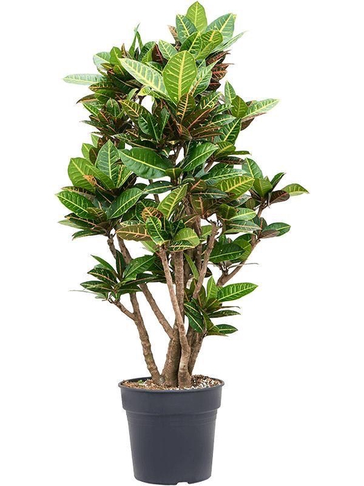 <h4>Croton (Codiaeum) variegatum 'Petra'</h4>