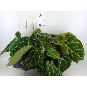 Anthurium crys. 'Karma Crystal Hyb'