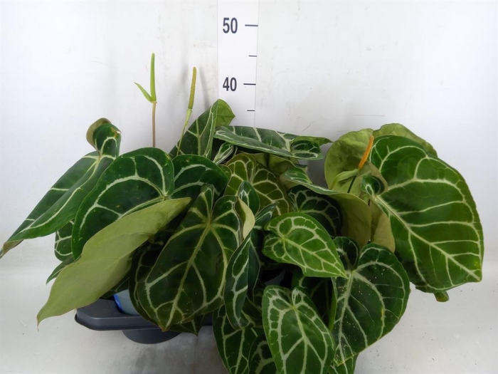 <h4>Anthurium crys. 'Karma Crystal Hyb'</h4>