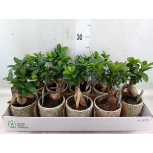 Ficus microcarpa 'Ginseng'