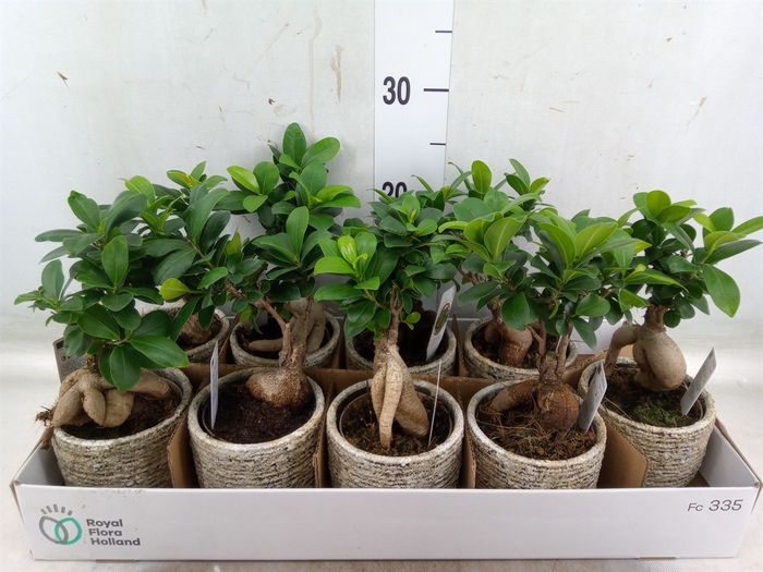 <h4>Ficus microcarpa 'Ginseng'</h4>