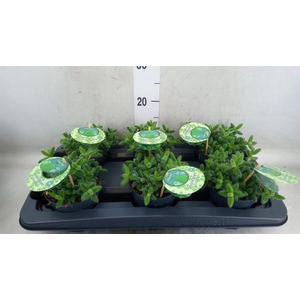 Delosperma echinatum