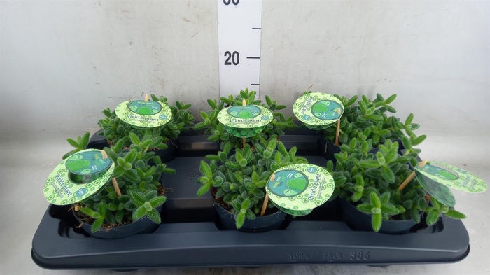 <h4>Delosperma echinatum</h4>