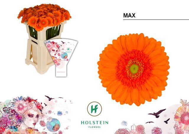 <h4>Germini Max Water</h4>