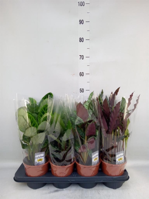 <h4>Calathea ...mix 4</h4>