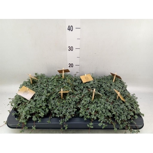 Pilea glaucophylla 'Greyzy'