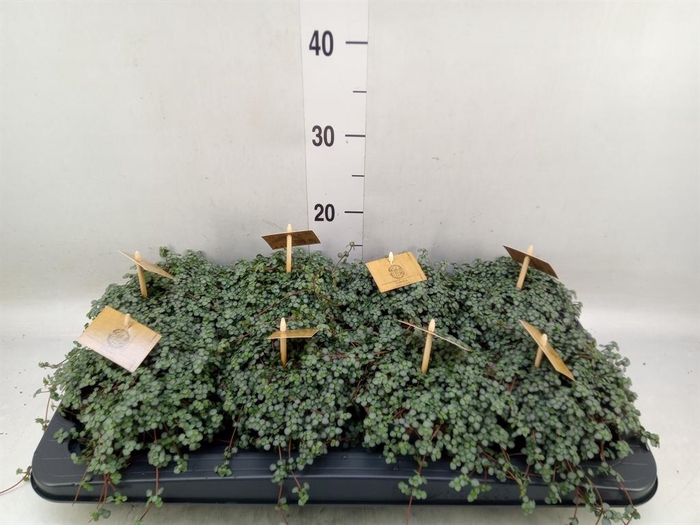 <h4>Pilea glaucophylla 'Greyzy'</h4>