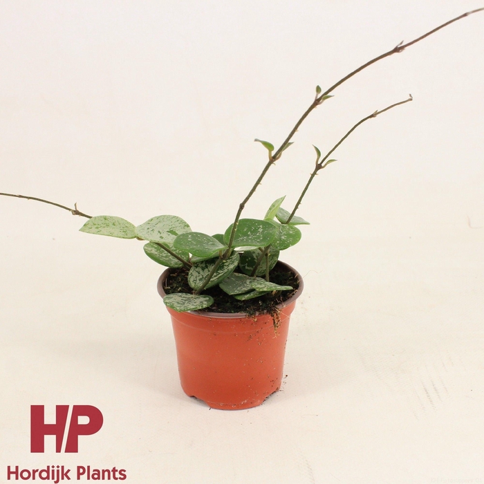 <h4>Hoya Mathilde Splash P9</h4>