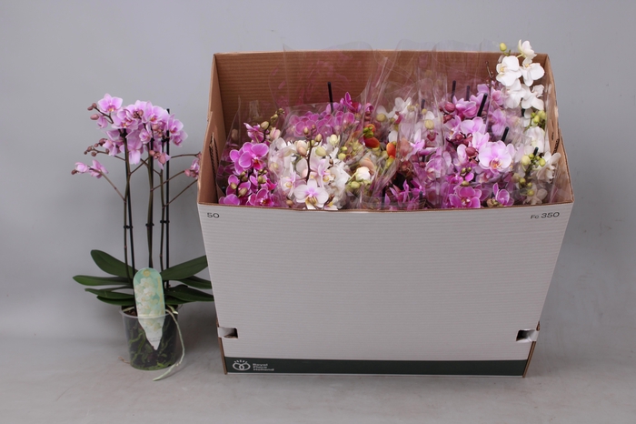 <h4>PHAL MF GEM 6 KL</h4>