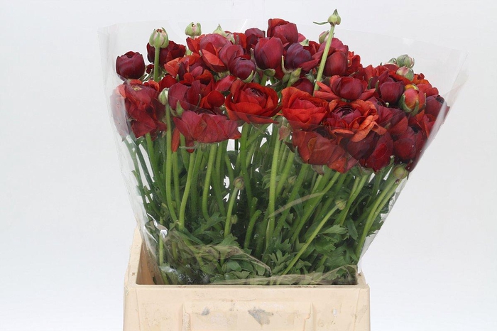 <h4>RAN EL CHOCOLATE</h4>