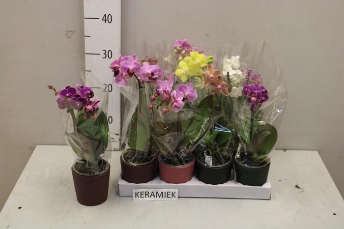 <h4>ARR PHAL 1 TAK</h4>