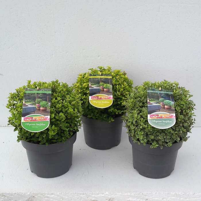 <h4>Pittosporum tenuifolium</h4>