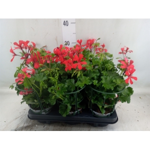Geranium   ...