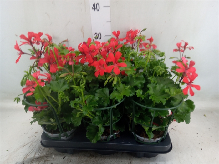 <h4>Geranium   ...</h4>