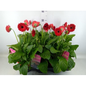 Gerbera  'Garvinea Sweet Love'