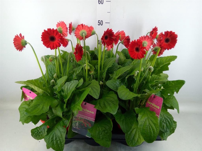 <h4>Gerbera  'Garvinea Sweet Love'</h4>