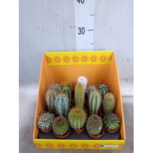 Cactus   ...mix 18
