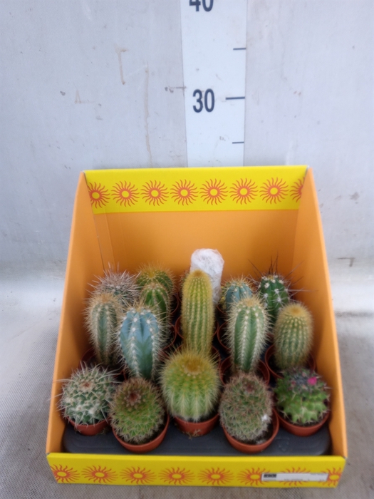 <h4>Cactus   ...mix 18</h4>