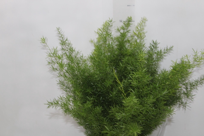 <h4>ASPARGO ALFINETE P17</h4>