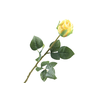 Rosa Bud Yellow