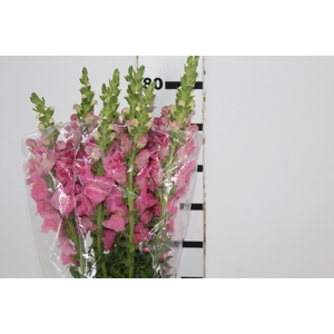 BOCA DE LEAO ROSA 070 CM