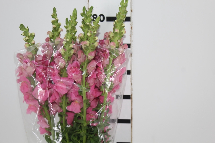 <h4>BOCA DE LEAO ROSA 070 CM</h4>