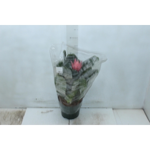 AECHMEA FASCIATA P17