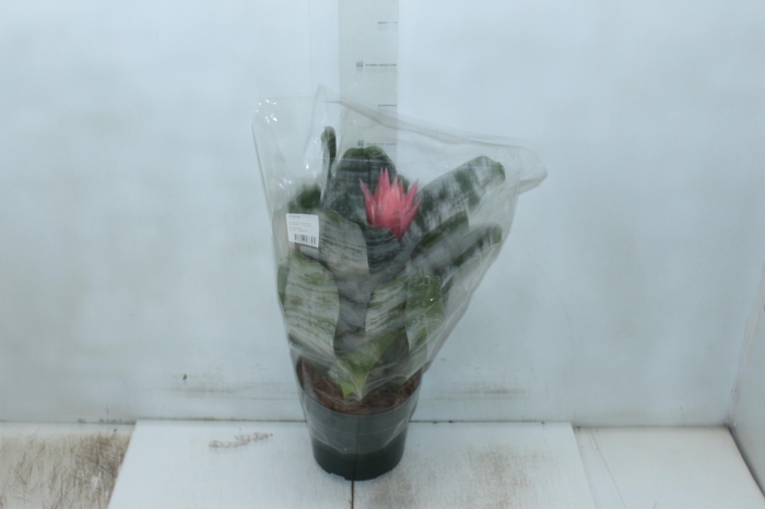 <h4>AECHMEA FASCIATA P17</h4>