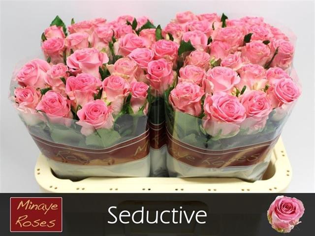 R GR SEDUCTIVE@