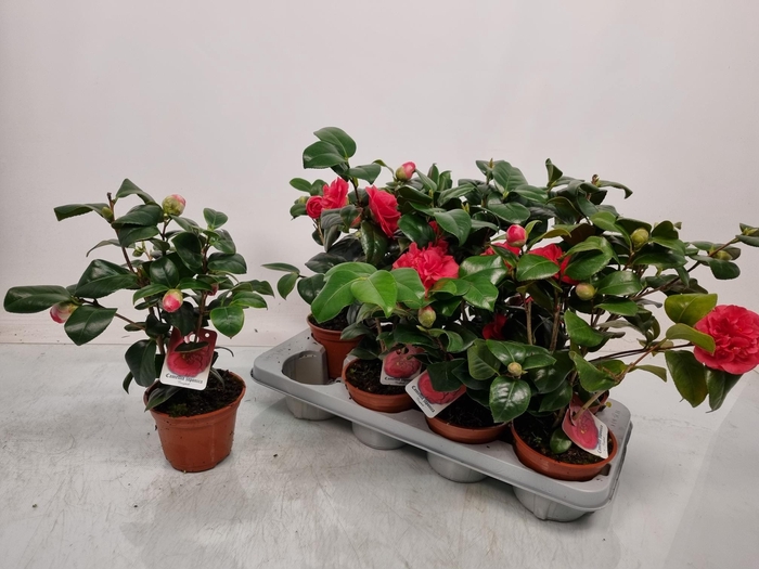 <h4>CAMELLIA JAPONICA</h4>